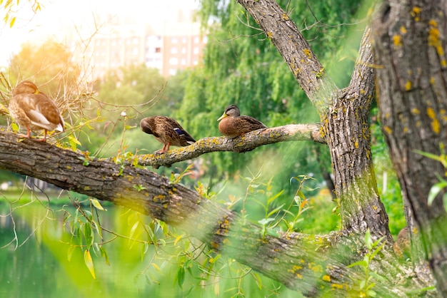 Canard sur l'étang dans le parc. Canard dans la nature. Les canards sont assis sur une branche d'arbre sur le rivage près de l'eau, se cachant dans la chaleur du soleil.