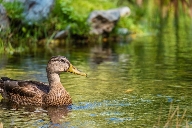 Canard sur l'étang du parc