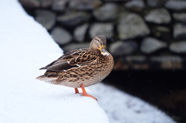 Canard à l'étang en hiver