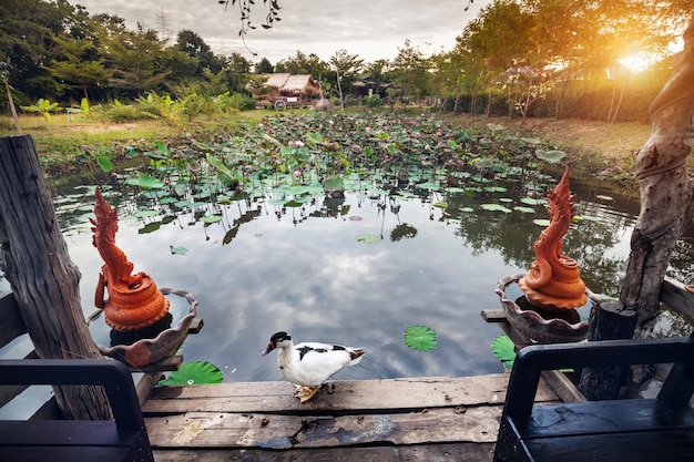 Canard et étang avec lotus en Thaïlande