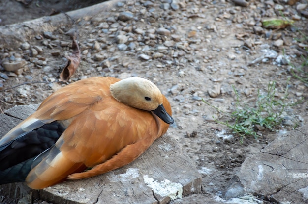 Canard fatigué se reposant sur la rive du lac