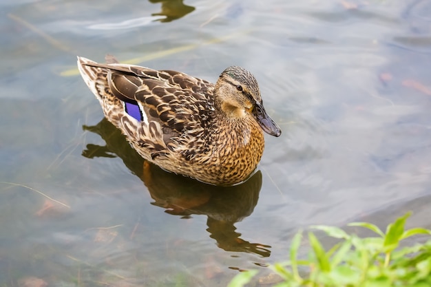 Le canard femelle flottant dans un étang près du rivage