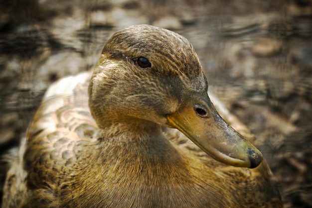 Photo canard femelle