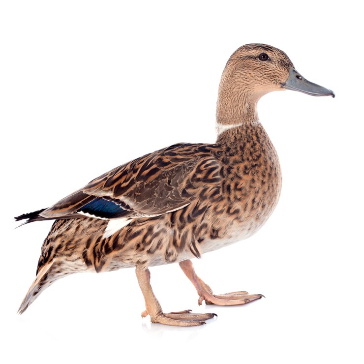 Photo canard femelle