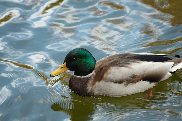 Le canard flotte sur le lac du parc