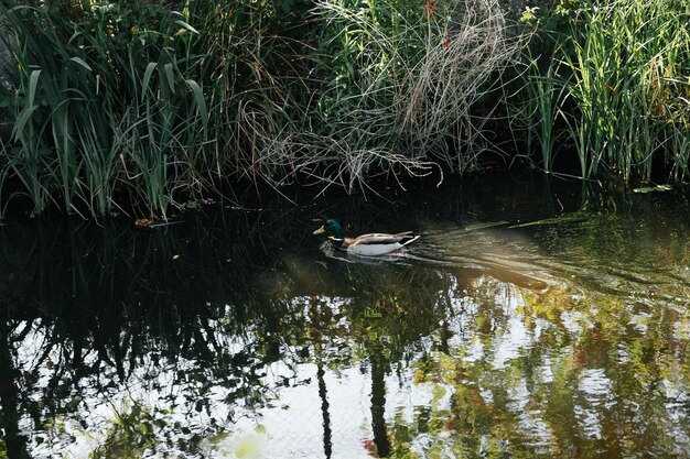 un canard flotte sur la rivière