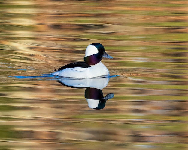 Ce canard garrot mâle est parti nager tranquillement le long d'un lac calme.