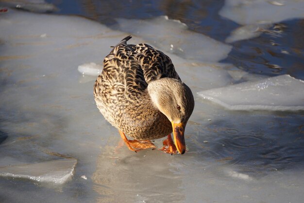 Canard sur glace en hiver