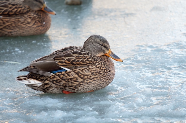 Un canard sur la glace