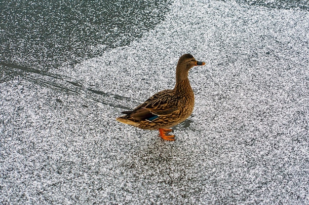 Un canard a glissé sur la glace dans un étang gelé un jour d'hiver