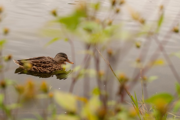 Un canard gris est assis dans l'eau dans un étang sur fond d'herbe en automne avec une place pour le texte