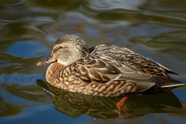 Le canard gris flotte sur le lac du parc