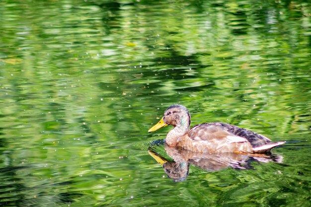 Photo un canard gris nage sur l'eau la verdure des buissons se reflète dans l'eau