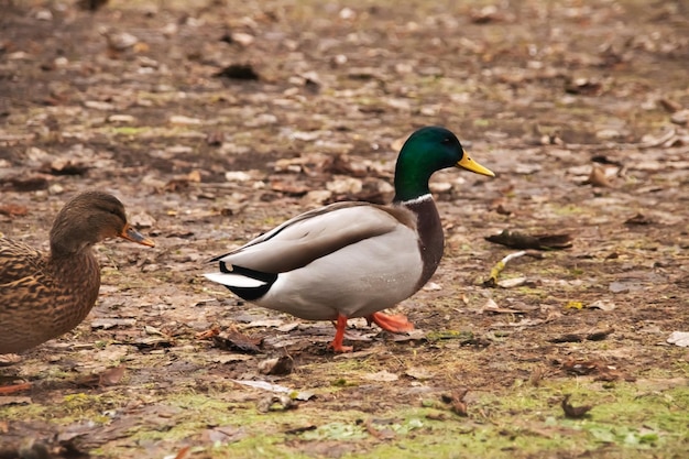 Canard sur l'herbe jaune sèche en automne