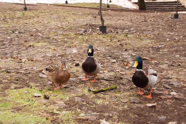 Canard sur l'herbe jaune sèche en automne