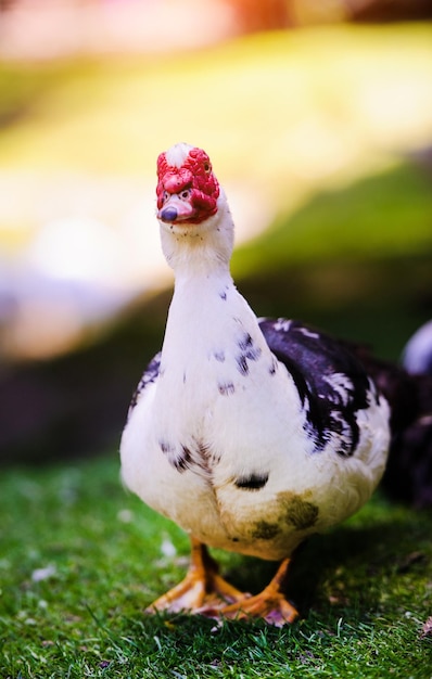 Canard sur l'herbe verte