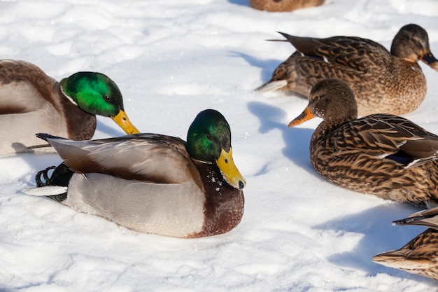 canard en hiver