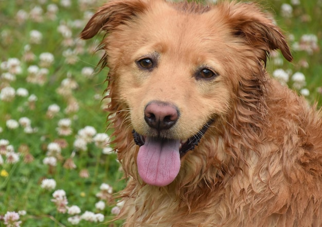 Canard humide mignon tolling retriever dog dans le trèfle et l'herbe.