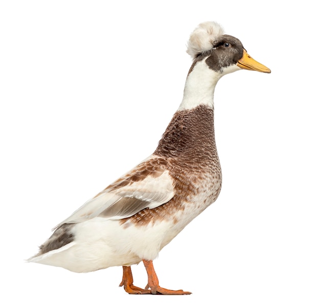 Canard huppé mâle, lophonetta specularioides, debout, isolé sur blanc