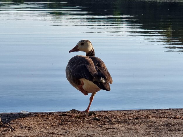 Photo un canard sur un lac