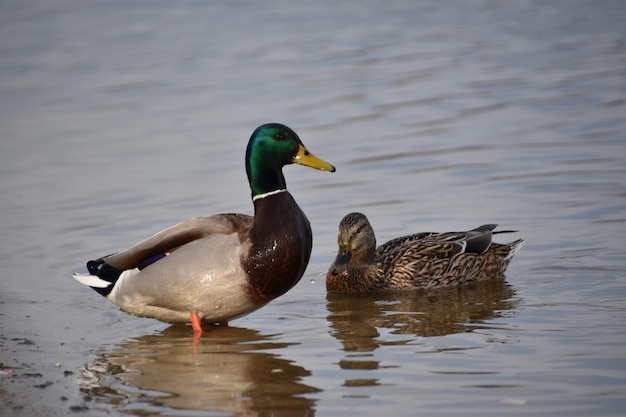 Canard sur le lac