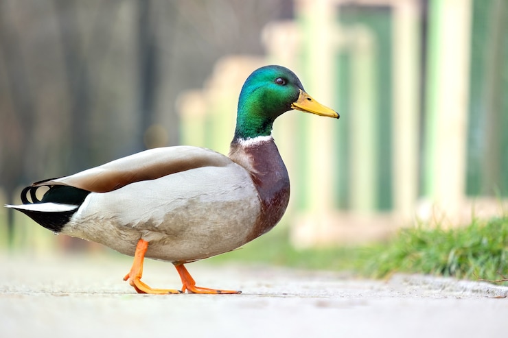 Photo canard mâle à tête verte marchant dans le parc d'été.