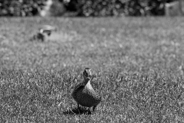 Photo le canard mallard de campagne