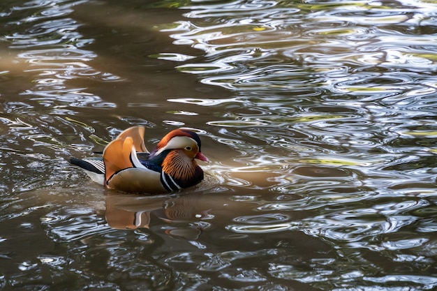 Canard mandarin (Aix galericulata) sur le lac à Tilgate Park dans le Sussex