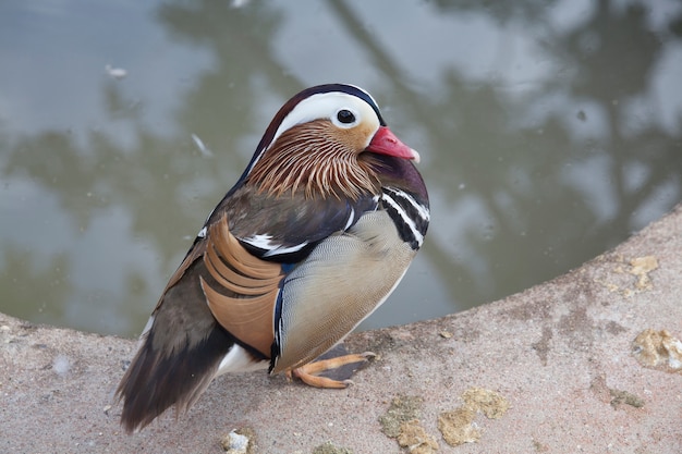 Canard mandarin mâle