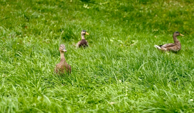 Canard marchant sur l'herbe verte Vue latérale du canard au plumage brun et au bec pointu assis sur l'herbe verte en été