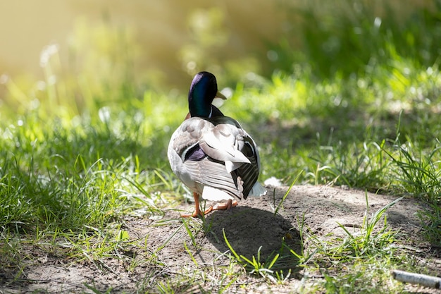 Un canard marche sur l'herbe au soleil