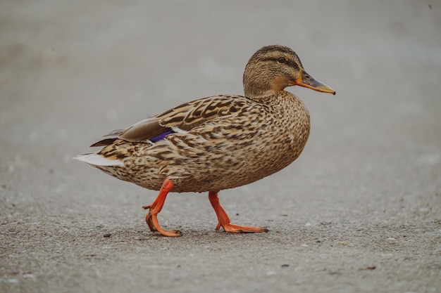 Un canard marche sur une route mouillée.