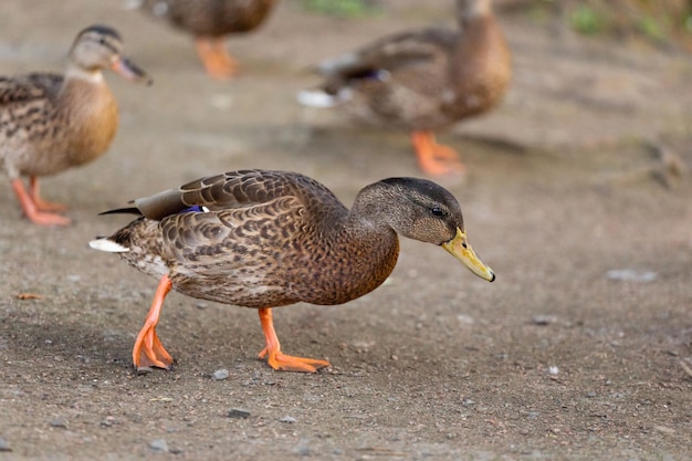 Le canard marche sur le sol