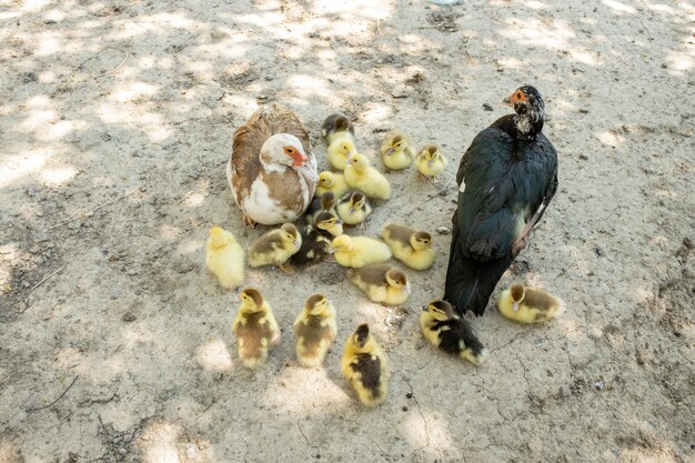 Canard mère avec ses canetons