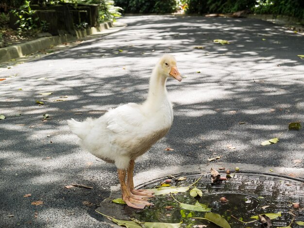 canard mignon buvant de l'eau