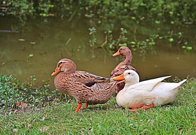 Canard mignon en plein air