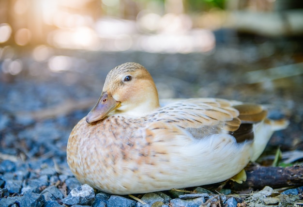 Canard mignon s'asseoir sur le rocher le matin, concept d'animal de compagnie