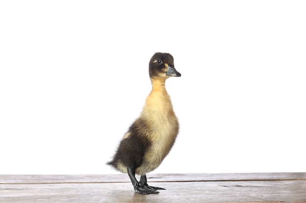 Canard mignon sur table sur fond blanc