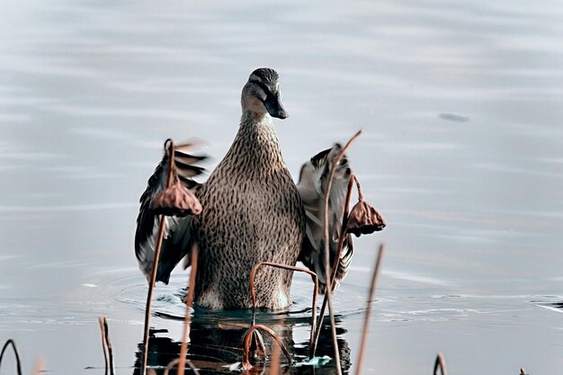 Photo le canard muscovite dans le lac