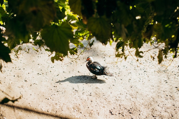 Canard Muskus sur le sol. Une photo du haut