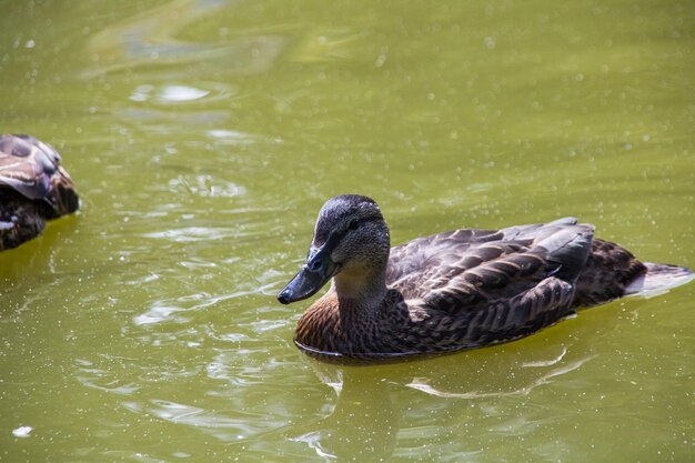 Le canard nage dans l'eau verte sale sur une rivière