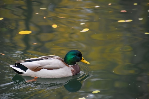 le canard nage lentement le long du rivage