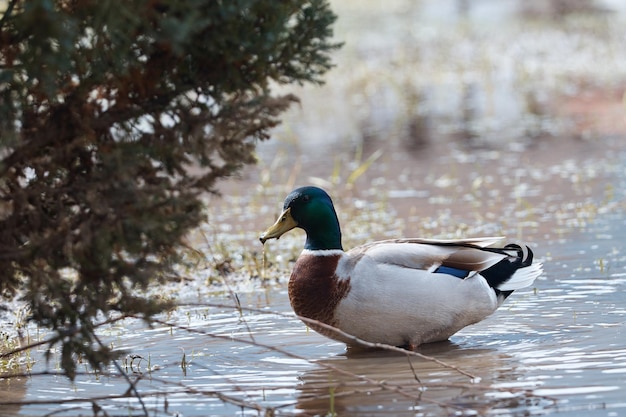 Canard nageant dans l'eau oiseau sur le lac gros plan arrière-plan flou reflet dans l'eau