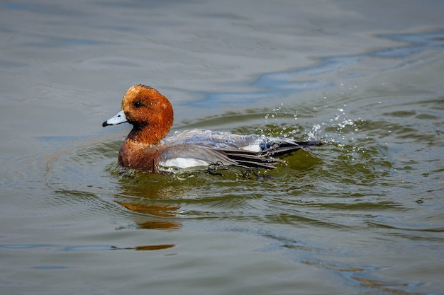 Canard nageant dans l'eau