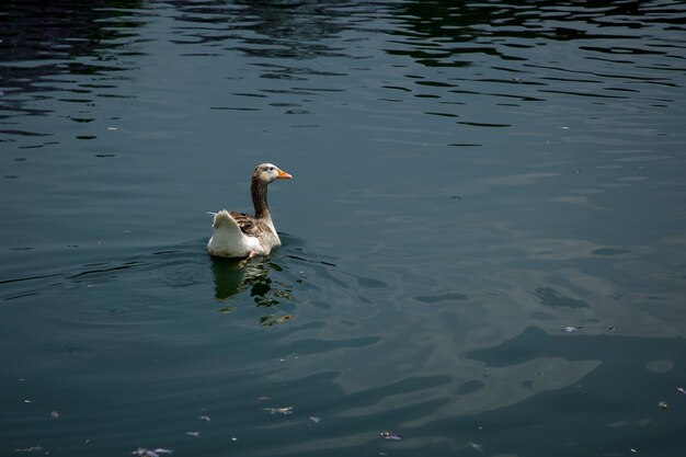 Canard nageant dans un lac du Bosque de Chapultepec