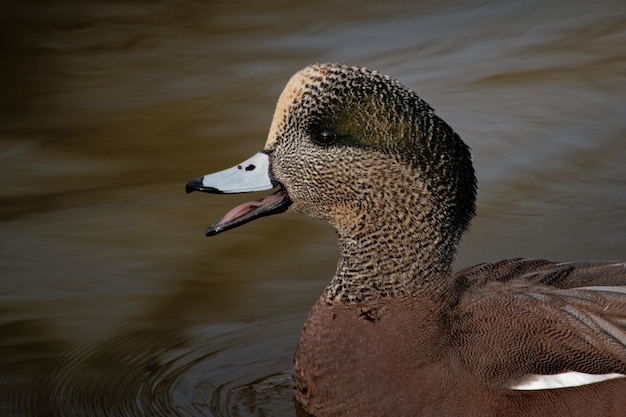 Canard nageant dans le lac pendant la journée