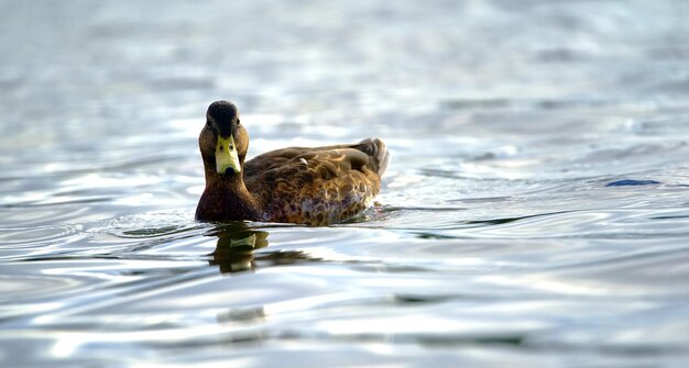 Photo le canard nageant dans le lac