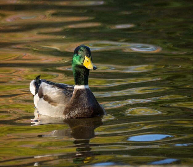 Photo un canard nageant dans un lac.