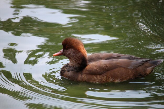 Un canard nageant dans un lac.