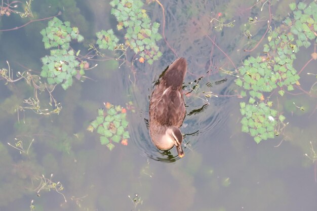 Un canard nageant dans un lac.